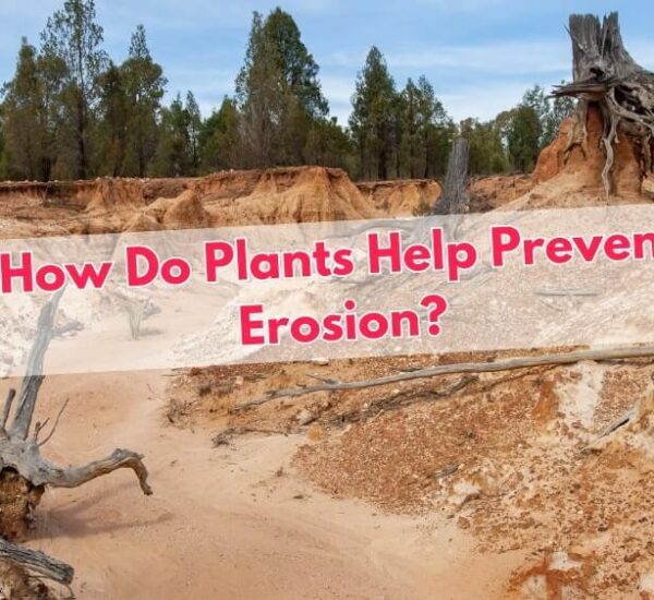 How do Plants Help Prevent Erosion?