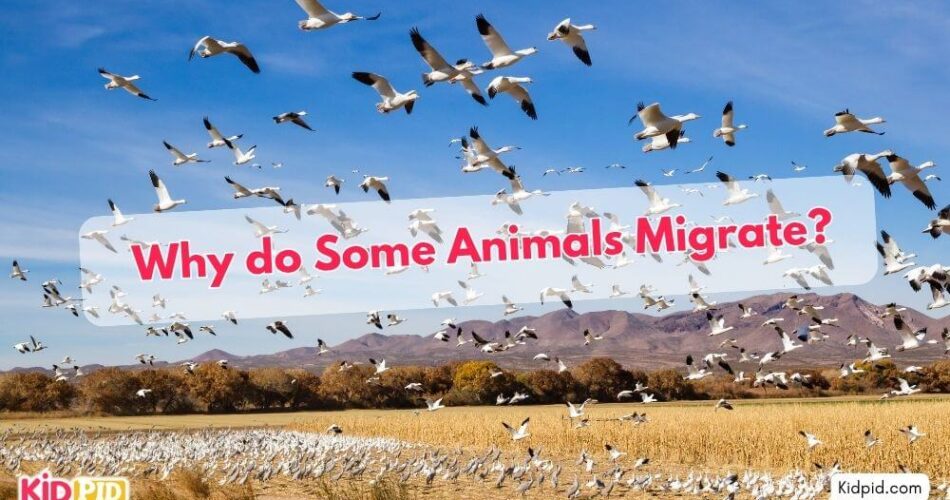 animals-migrate-quiz