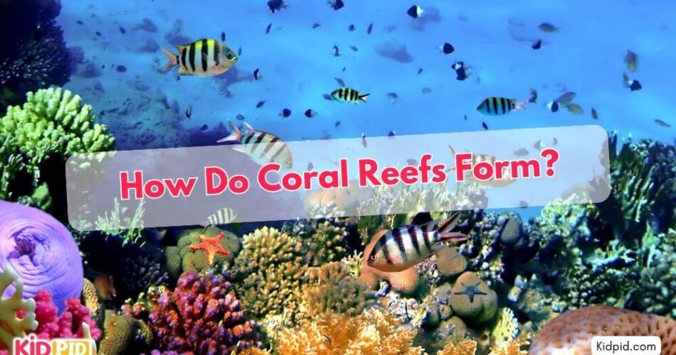 How Do Coral Reefs Form?