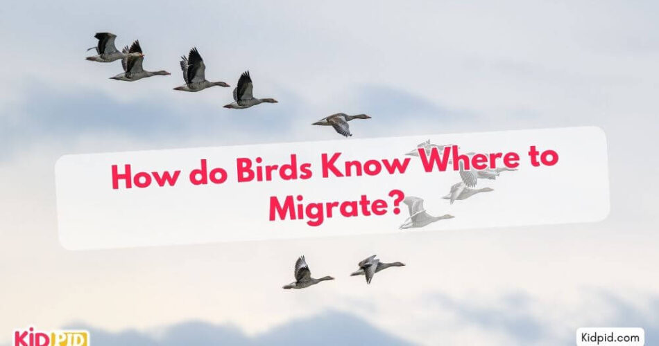 How do Birds Know Where to Migrate?