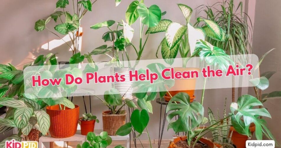 How Do Plants Help Clean The Air?