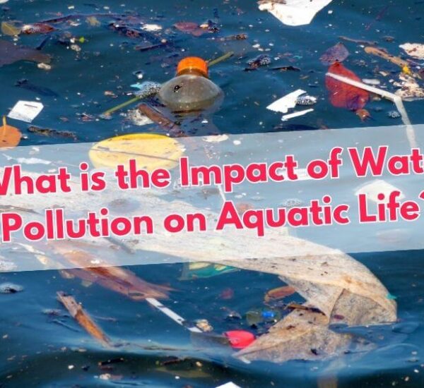 What is the Impact of Water Pollution On Aquatic Life?