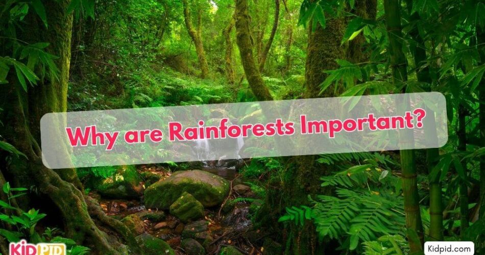 Why are Rainforests Important?