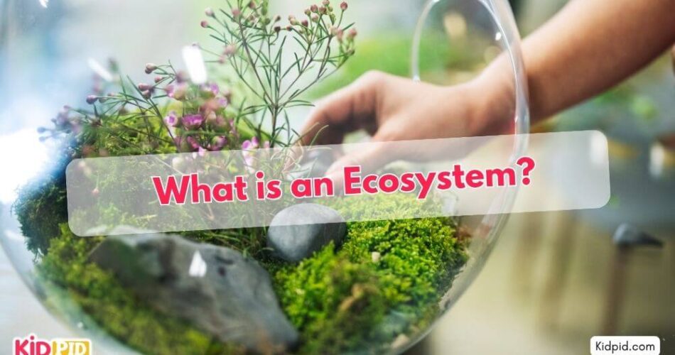 What is an Ecosystem?