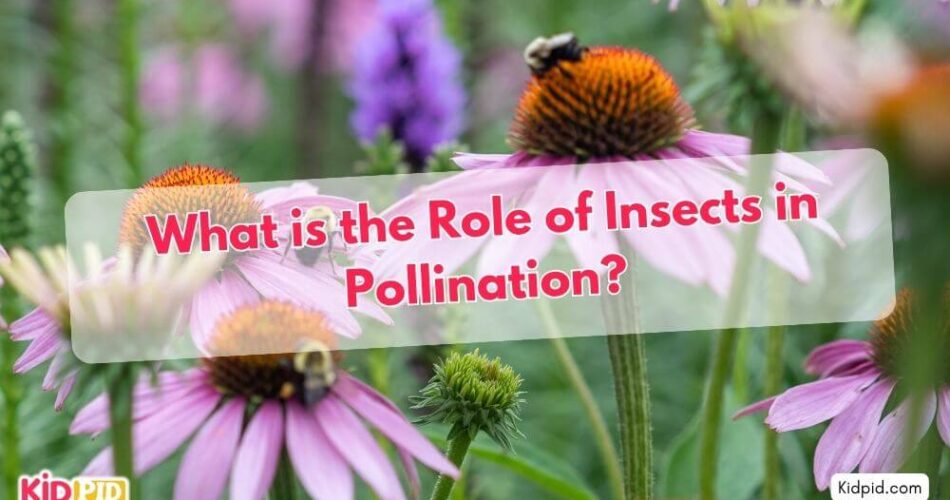 What is The Role of Insects in Pollination?