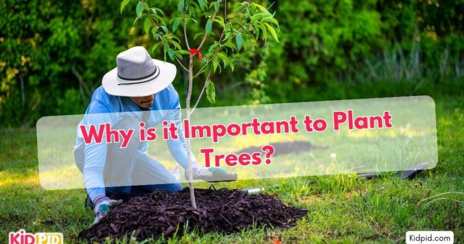 why-important-plant-trees-quiz