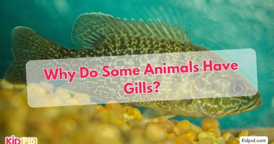 Why do Some Animals have Gills?