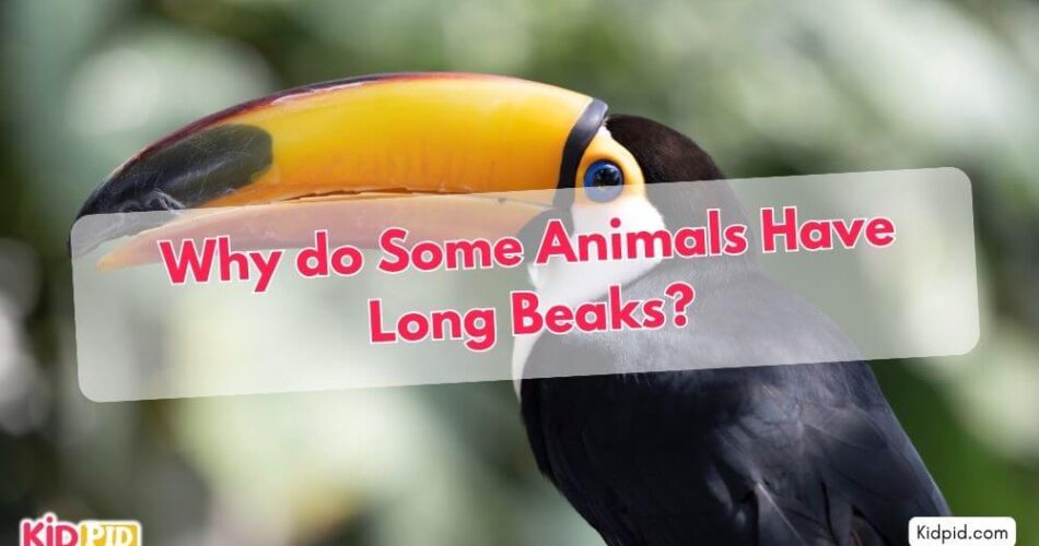 Why Do Some Animals Have Long Beaks?