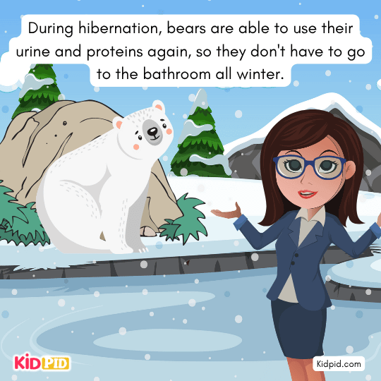Bears reusing waste and proteins during hibernation — unique animal adaptation for young readers.