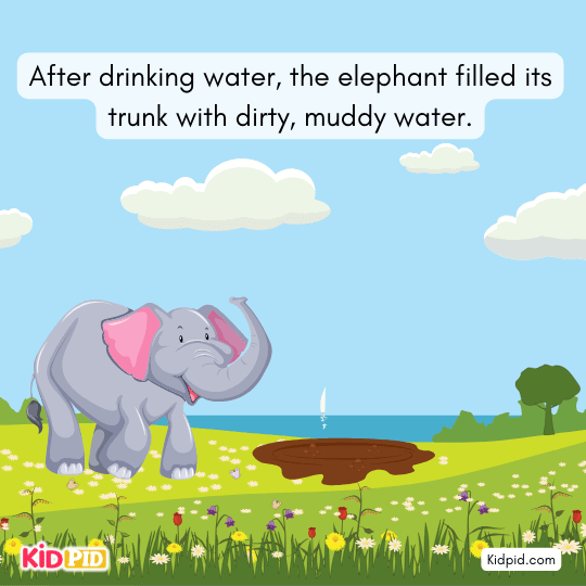 Elephant filling its trunk with dirty muddy water after drinking at the pool.