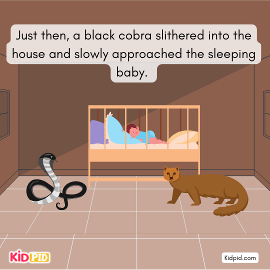 The brave mongoose spots the cobra and prepares to defend the infant.