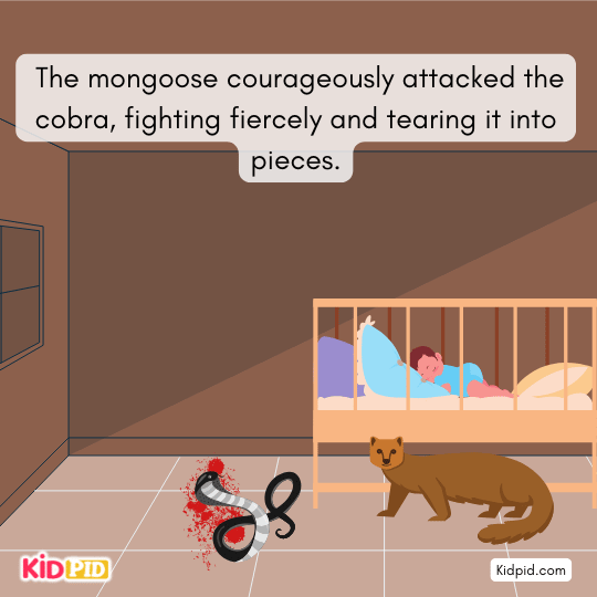 The heroic mongoose kills the cobra and saves the child’s life.