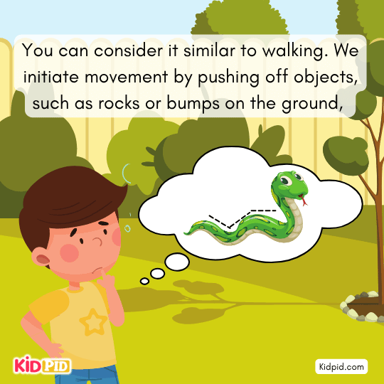 Common myth that snakes only slither explained for kids.