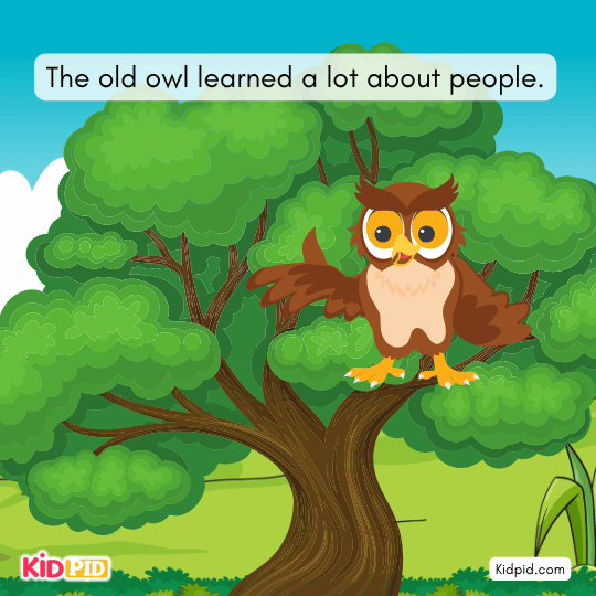 The wise owl learns a lot about people’s actions and habits from watching quietly.