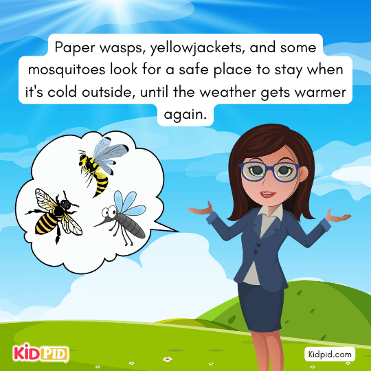 Paper wasps, mosquitoes, and yellowjackets finding safe shelters during cold weather — insect hibernation for children.