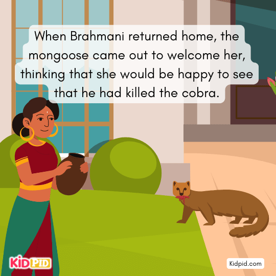 Brahmini sees blood on the mongoose and assumes he killed her child.