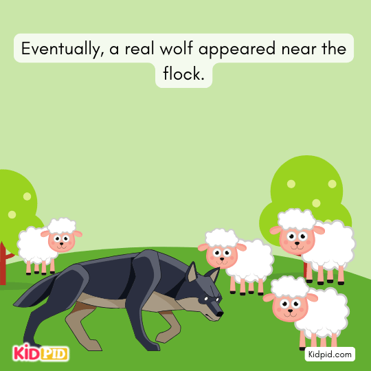 Real wolf attacking sheep – boy who cried wolf.