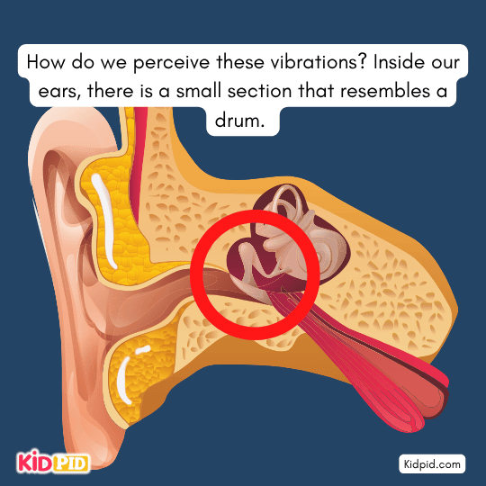 Ear diagram showing eardrum – how we perceive sound vibrations explained for children.