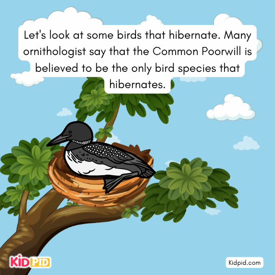 Many ornithologist say that the Common Poorwill is believed to be the only bird species that hibernates