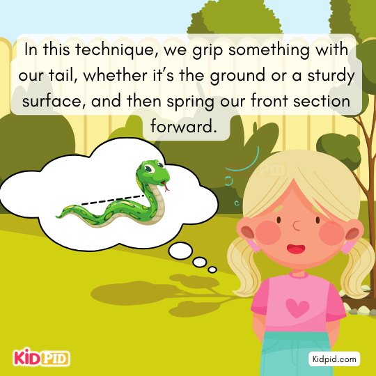 Snake grips ground with tail before leaping front section ahead.