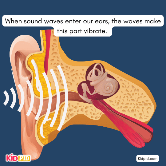 Sound waves entering ear and vibrating eardrum – hearing process learning image for kids.