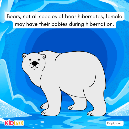Bears in dens during hibernation, mothers giving birth — wildlife winter facts for children.