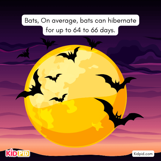 Bats hibernating in dark caves for up to 66 days — fascinating bat facts for kids.