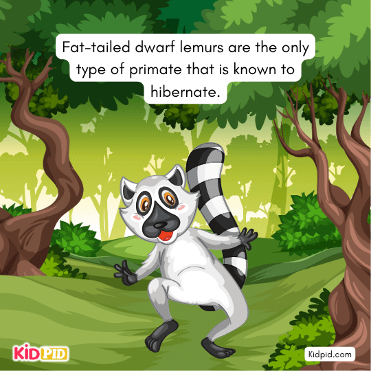 Fat-tailed dwarf lemurs shown hibernating — the only primates known to hibernate, animal science for children.