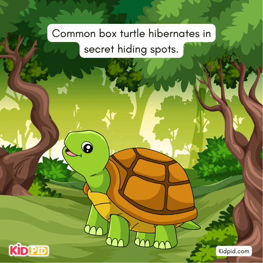 Common box turtle hiding in secret winter shelters — animal adaptation in kids’ science story.