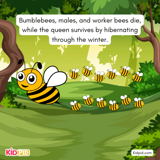 Queen bumblebee surviving winter while others die — bee life cycle and hibernation learning for kids.