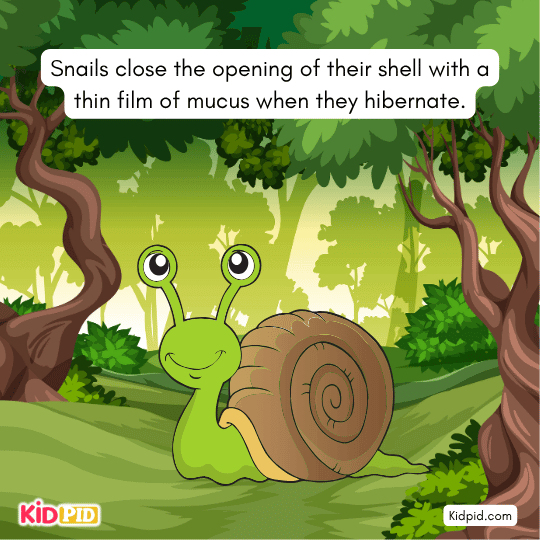 Snails sealing their shells with mucus during hibernation — unique survival behavior explained for children.