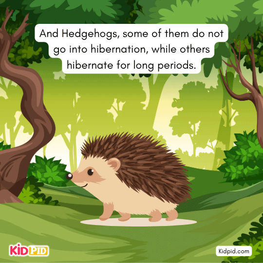 Hedgehogs hibernating for long winter periods while some stay active — wildlife learning for kids.