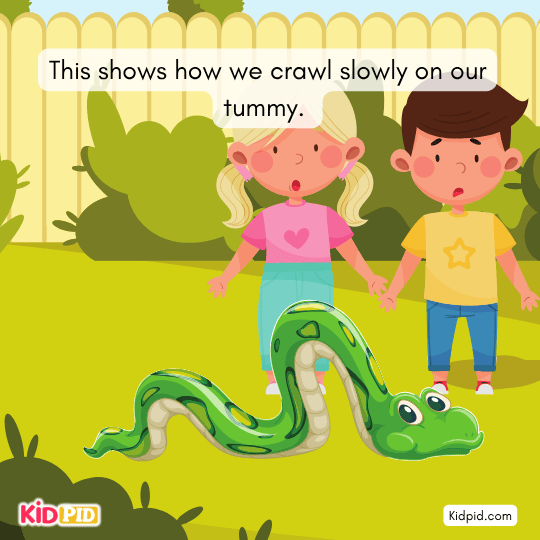 Snake grips ground using wide belly scales to move stealthily.