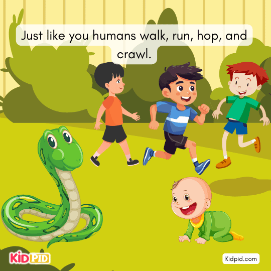 Snakes use four unique motion styles: serpentine to rectilinear.