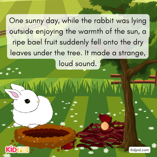 Ripe bael fruit falls on dry leaves, making a loud strange sound under the tree.