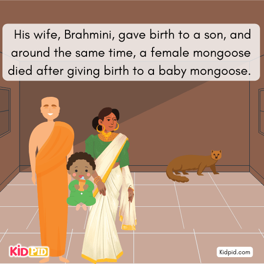 Brahmini adopts a baby mongoose after its mother dies, raising it lovingly.