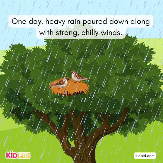 Heavy rain and strong winds storm the forest, shaking the sparrows’ tree branch.