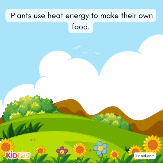 Plants using sunlight and heat energy for photosynthesis – essential heat use in nature for kids 