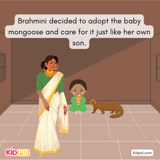 Brahmini cares for the mongoose but fears it might harm her child.
