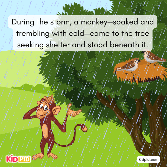 A cold, shivering monkey stands under the tree seeking shelter during the storm.