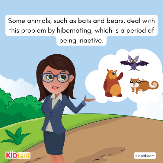 Bats and bears shown hibernating to survive winter — wildlife adaptation learning for kids.