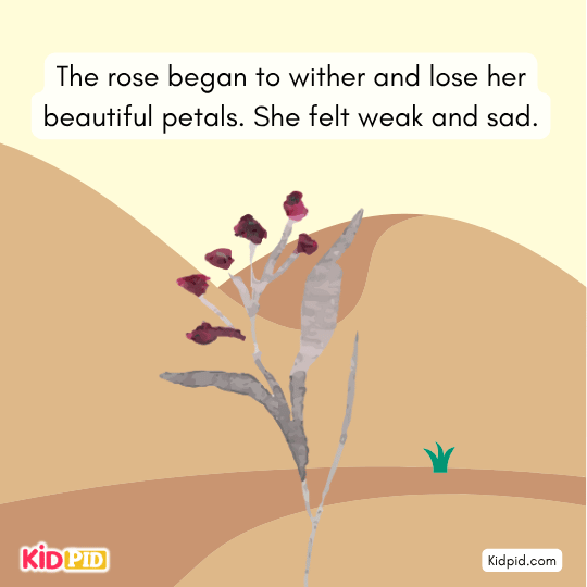The rose withers and loses petals from lack of water, feeling weak and sad in the harsh desert heat.