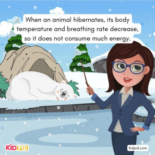 Illustration showing lower body temperature and slow breathing during hibernation — biology for children.