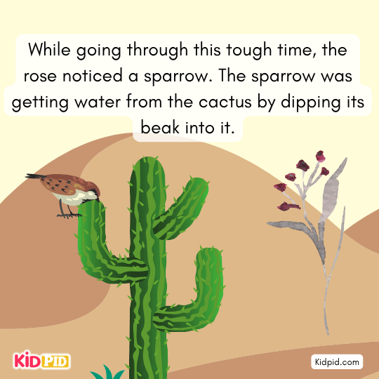 Rose sees a sparrow drinking water from the cactus, learning the cactus stores water inside.
