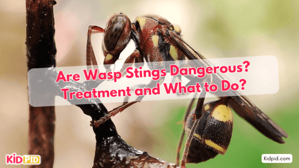 Are Wasp Stings Risky? What to Do if Stung and How to Treat a Sting?