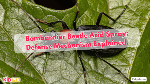 Bombardier Beetle Acid Spray: Defense Mechanism Explained.