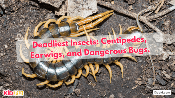 Deadliest Insects: Centipedes, Earwigs, and Dangerous Bugs.