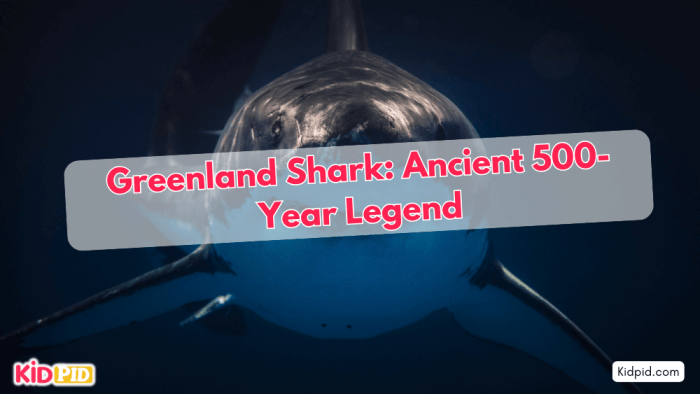Greenland Shark: Legendary, Over 500 Years Old