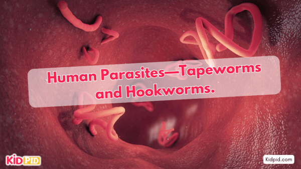 Human Body Parasites: Types and Effects