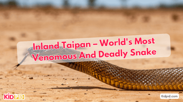 Inland Taipan: World's Most Venomous Snake Species